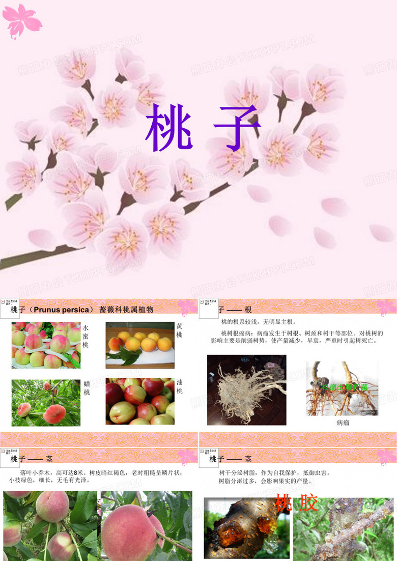 桃树