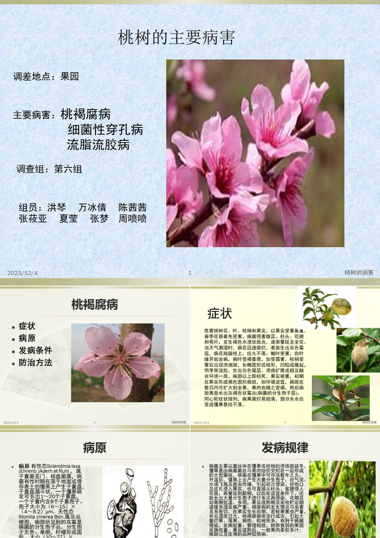 桃树的PPT