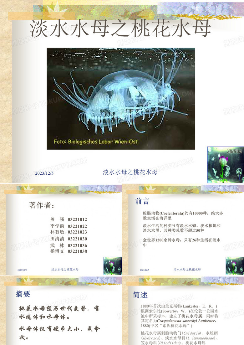 淡水水母之桃花水母概述