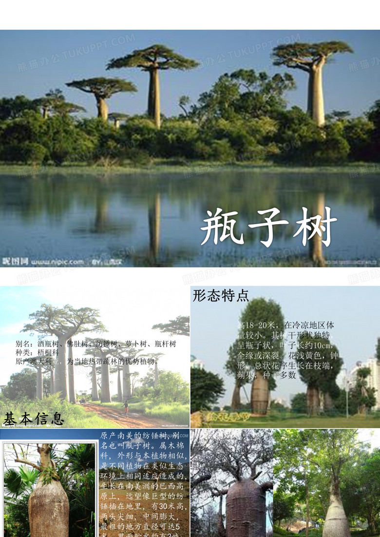 瓶子树