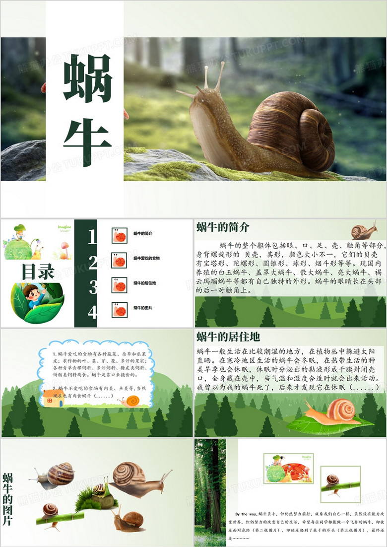 清新简约风蜗牛的介绍PPT模板