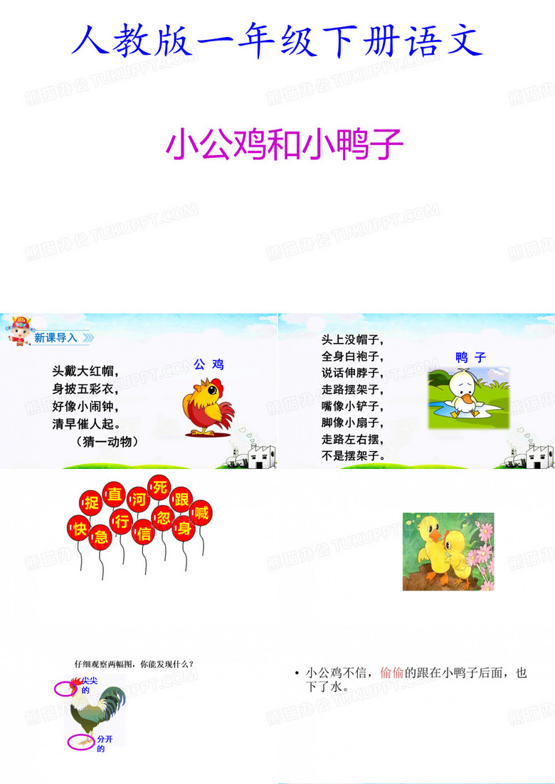 《小公鸡和小鸭子》课件