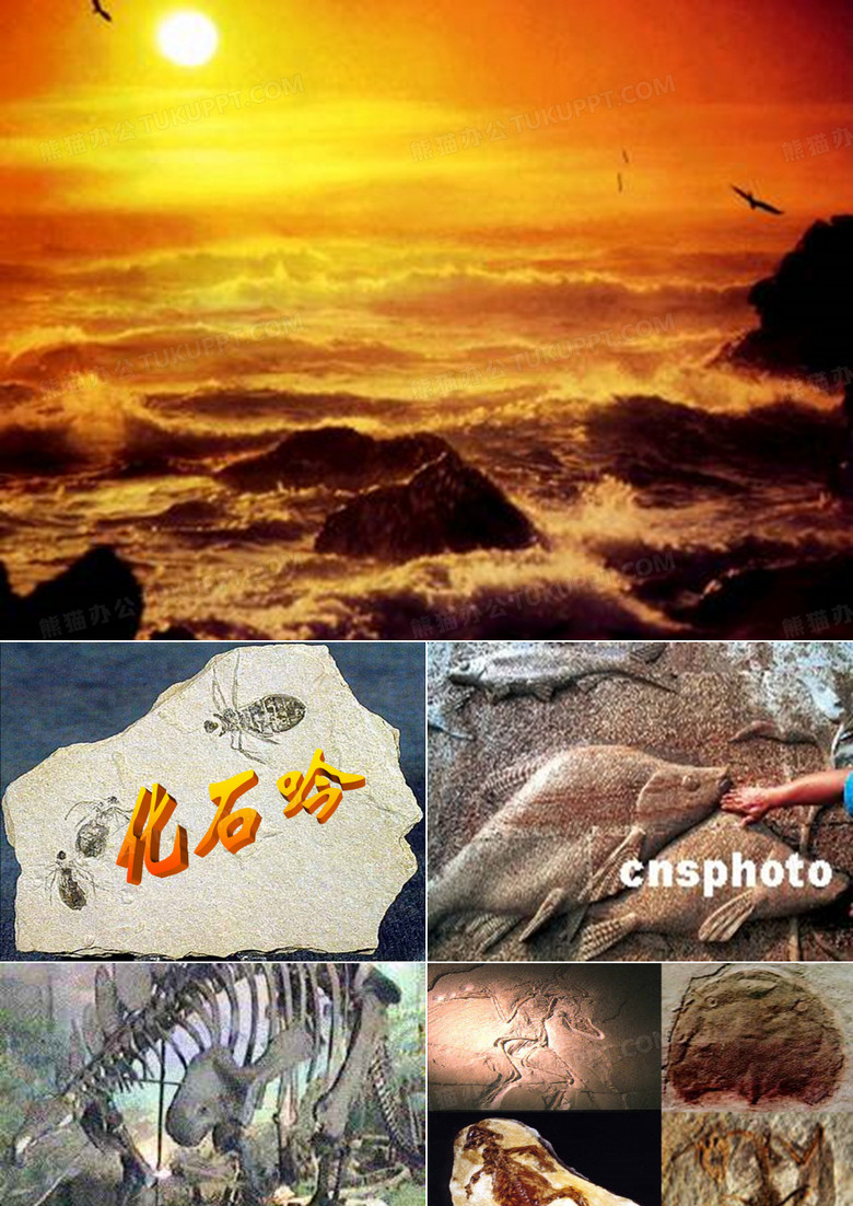什么是化石