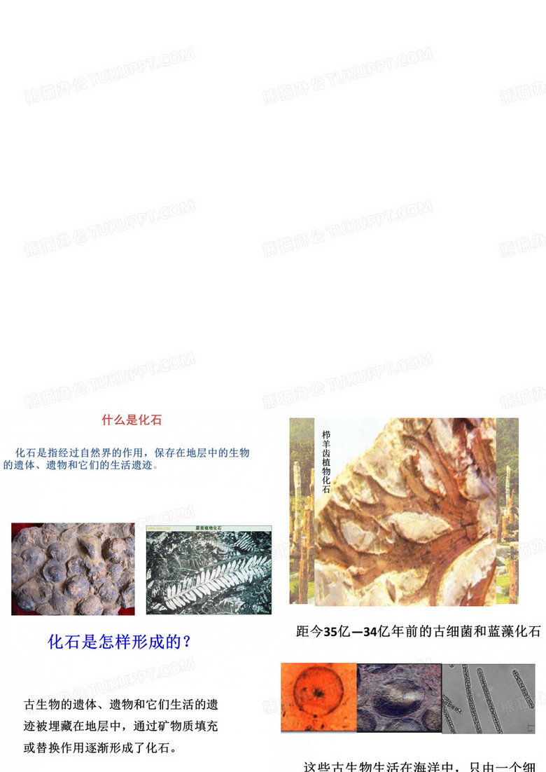 生物的进化
