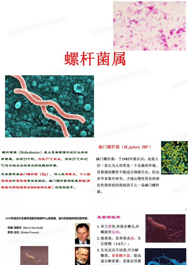 幽门螺杆菌