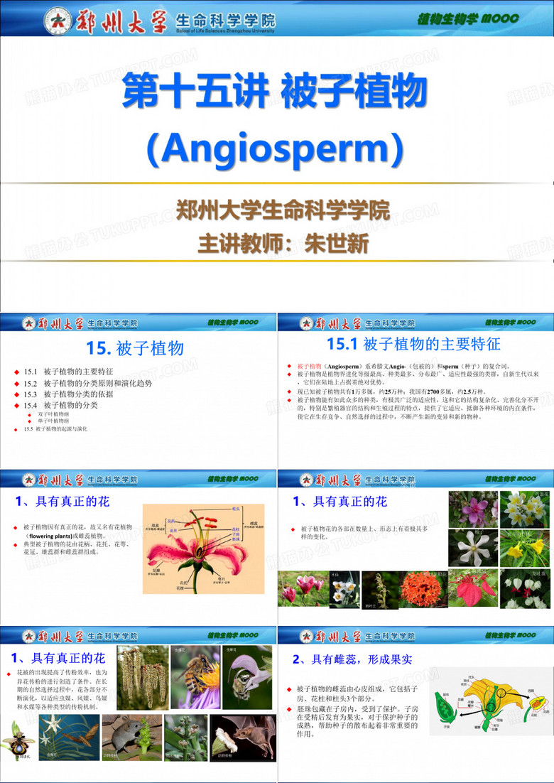 植物生物学_ 被子植物_被子植物_