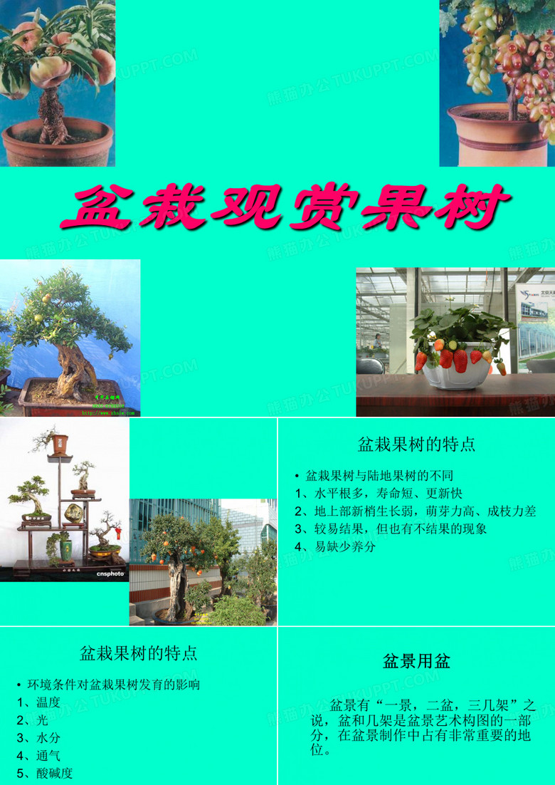 果树盆景