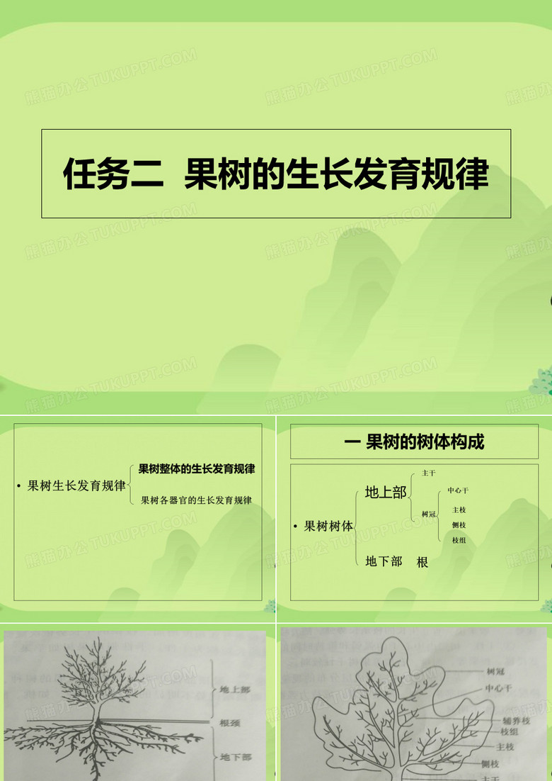 果树的生长