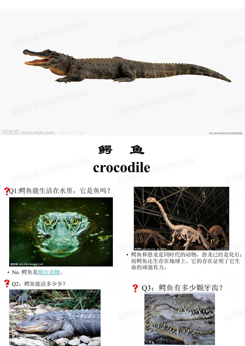 认知—解密鳄鱼