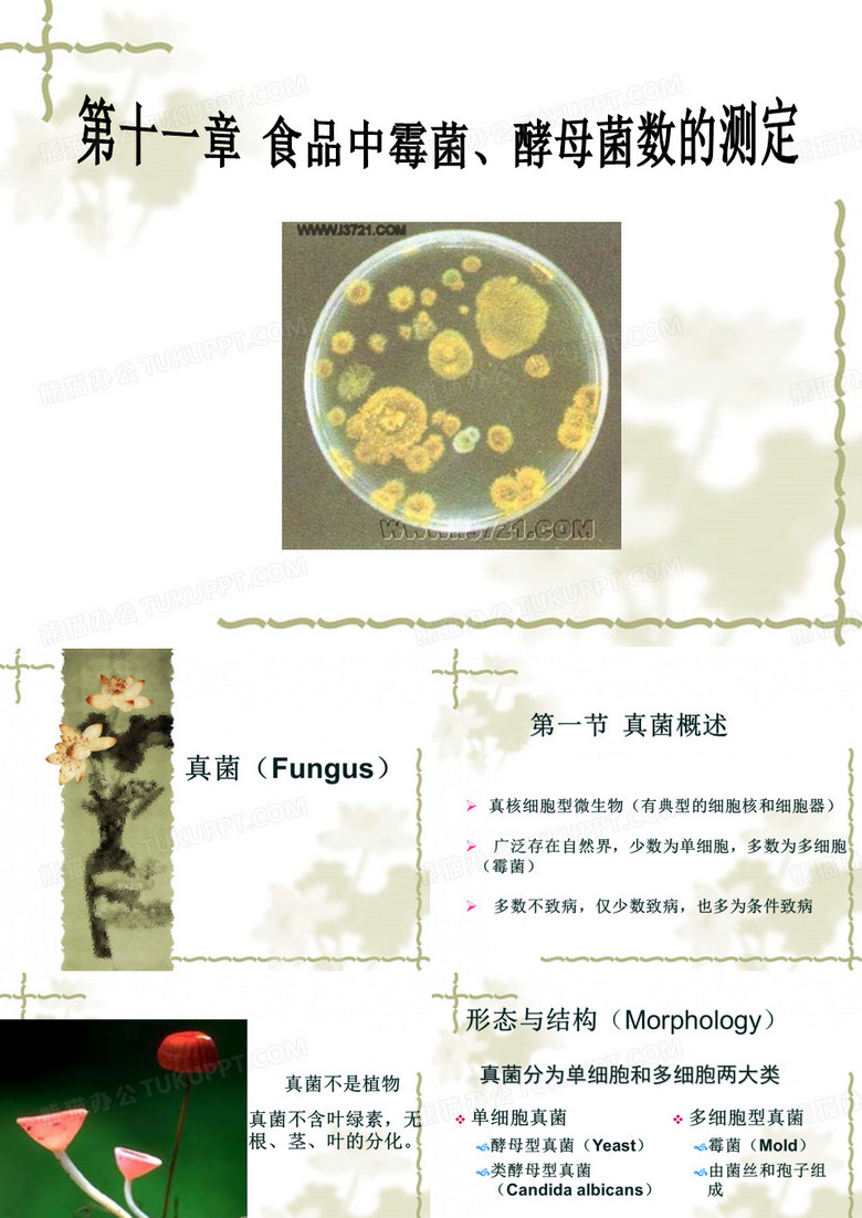 食品检测 食品中的霉菌和酵母菌的检测