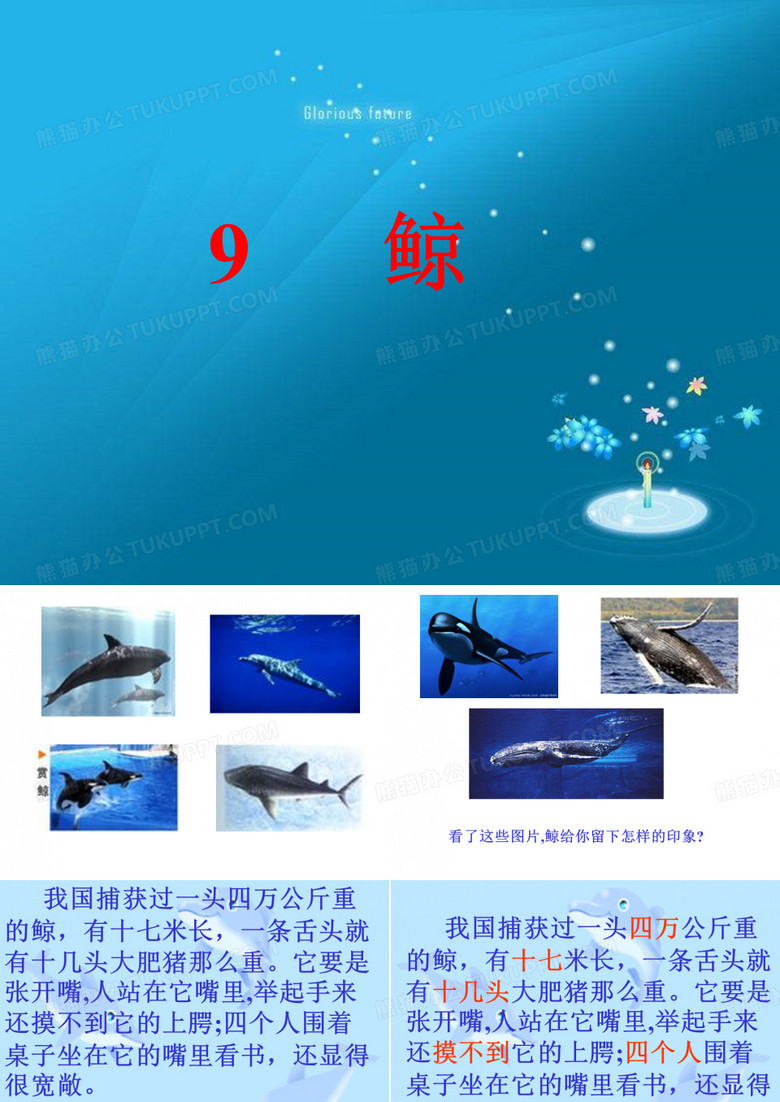 鲸 课件