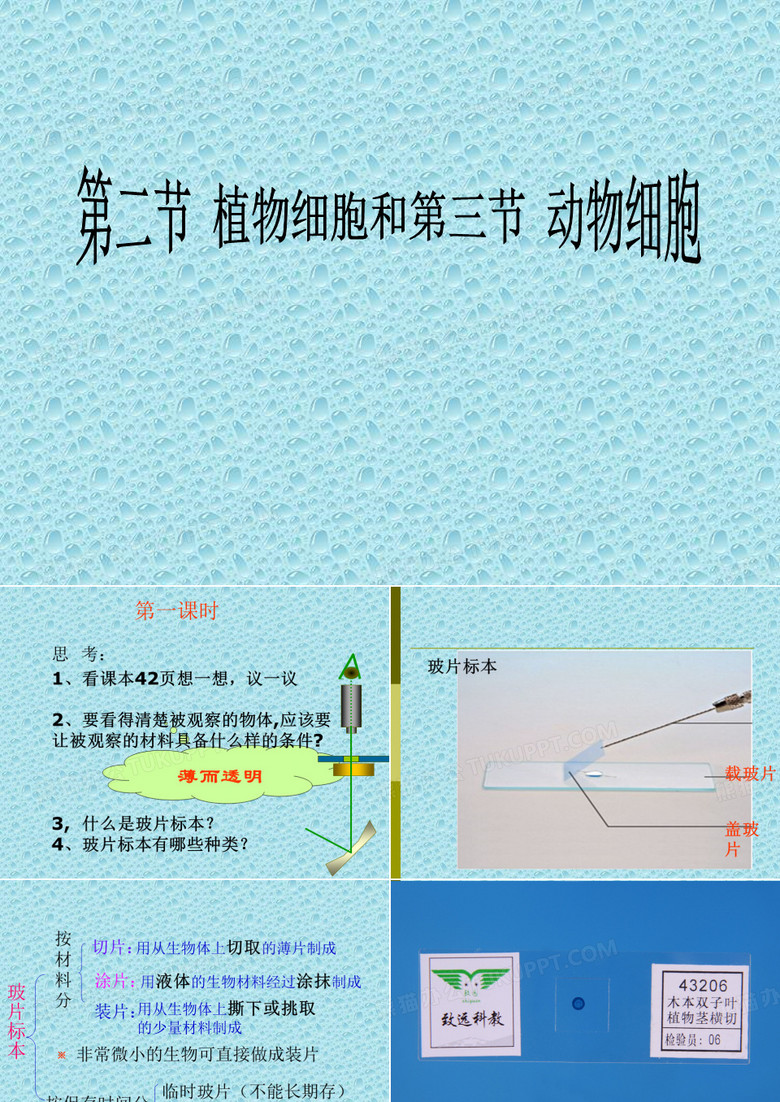 植物细胞与动物细胞
