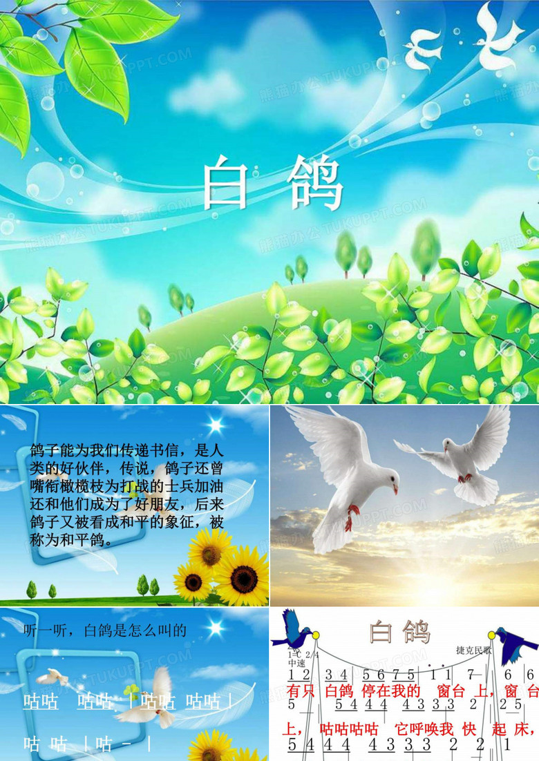 《白鸽》ppt课件