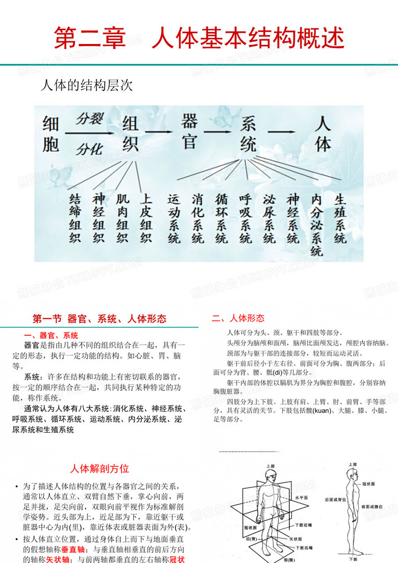 人体解剖生理学