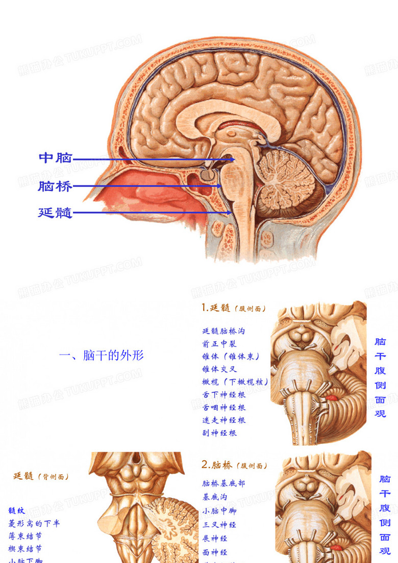 脑干【人体解剖】