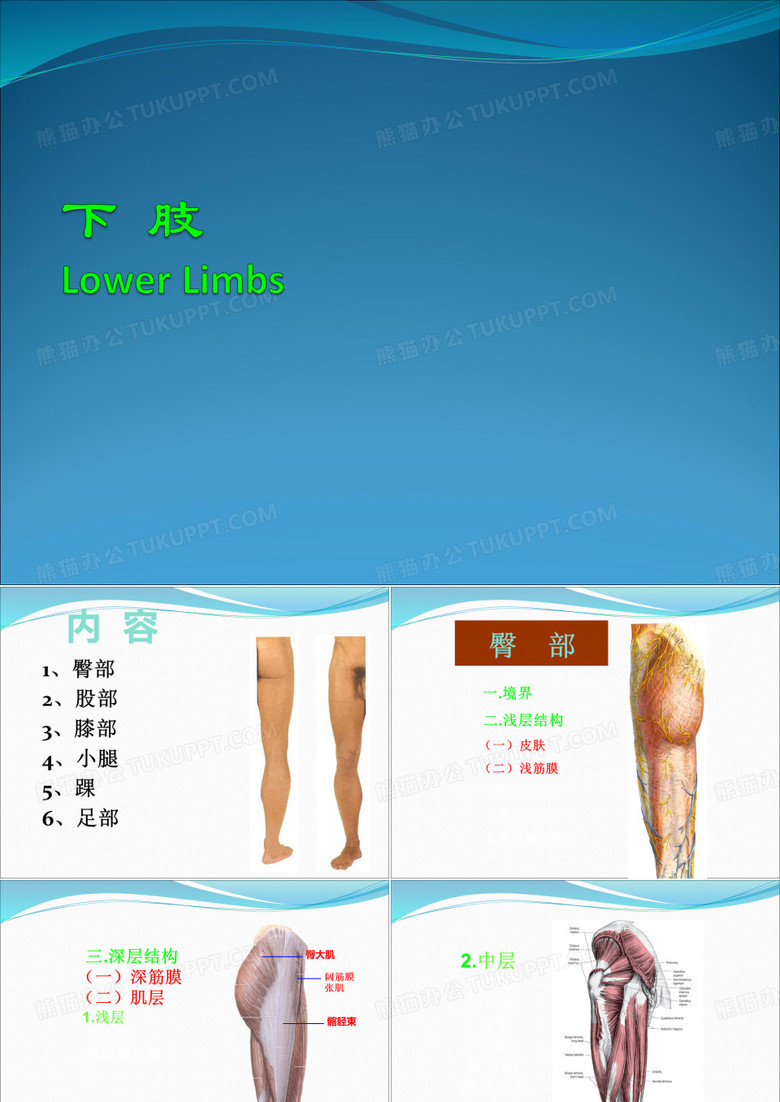 人体下肢解剖