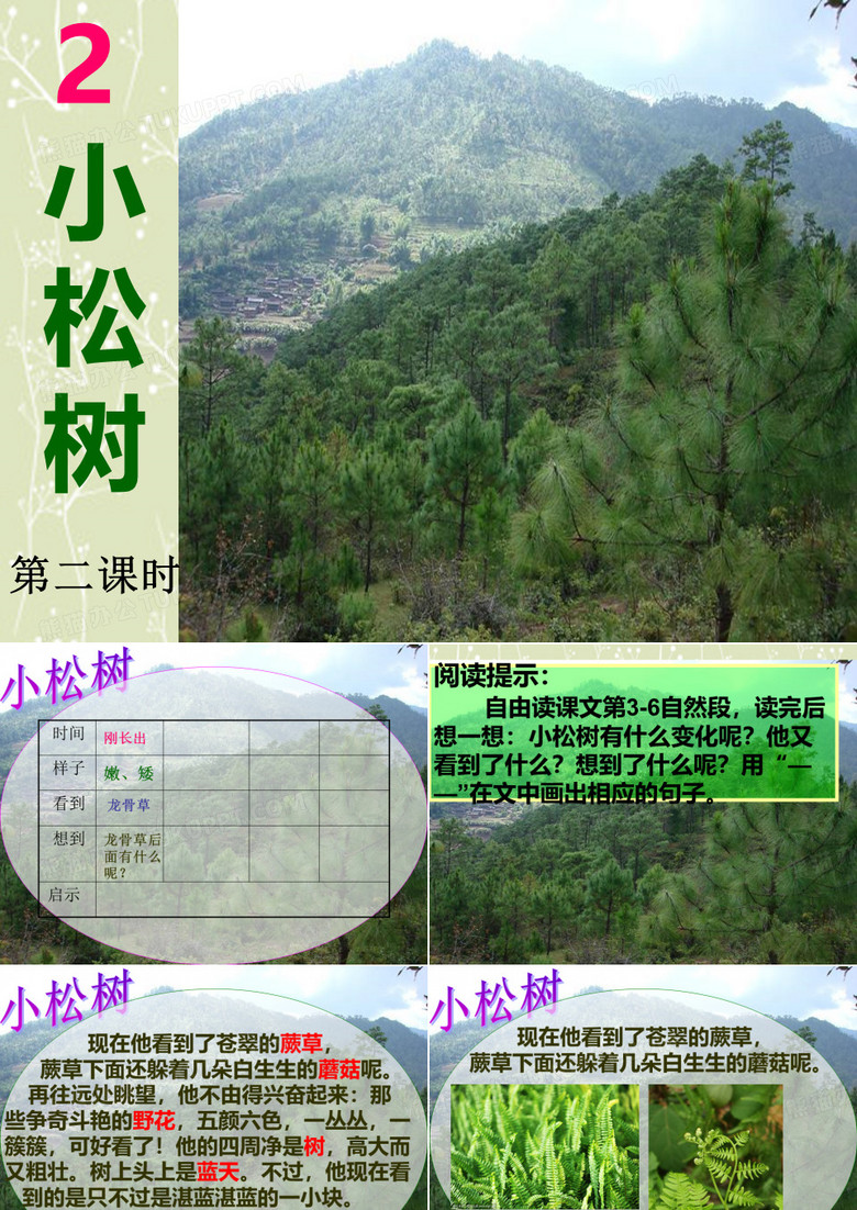 小松树