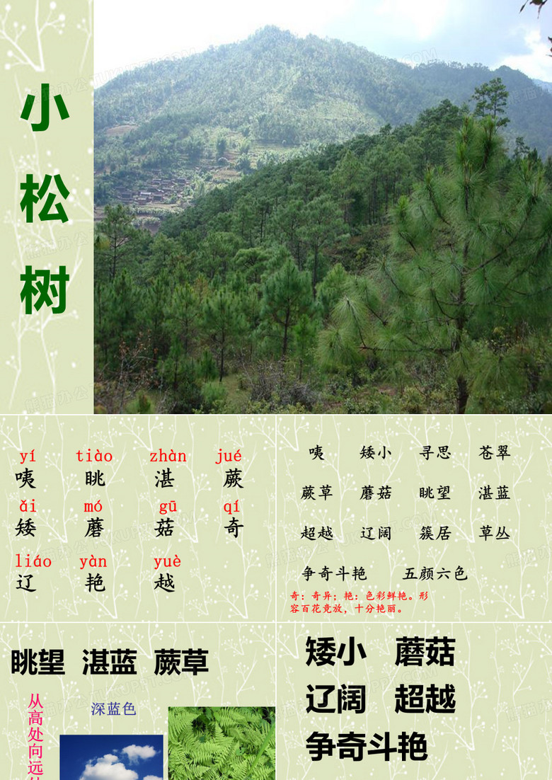 小松树