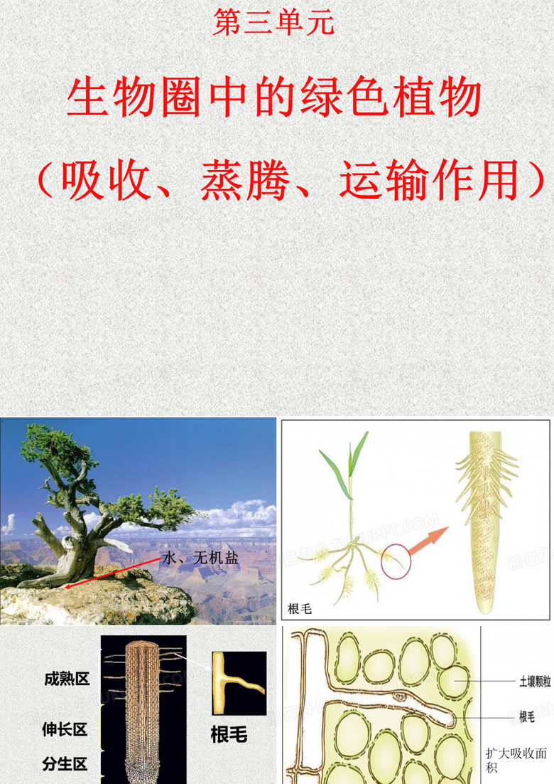 蒸腾作用_吸收作用(