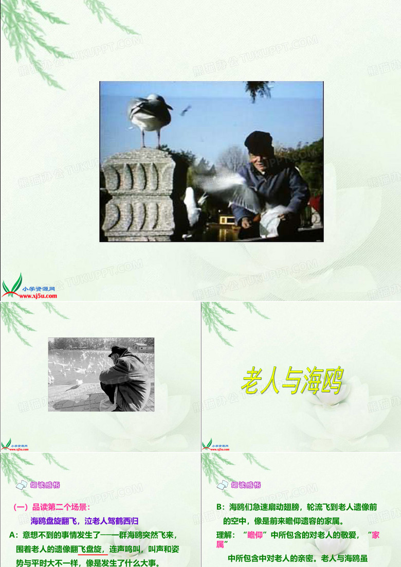 老人与海鸥