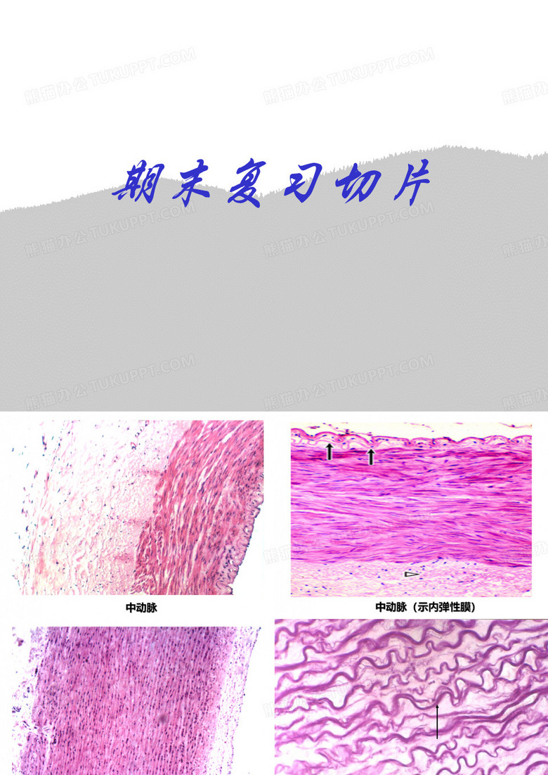 组织学与胚胎学