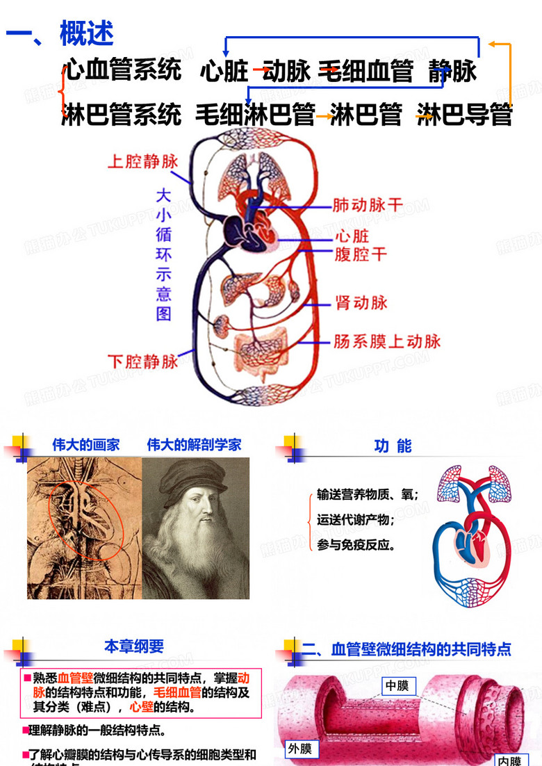 组织学与胚胎学