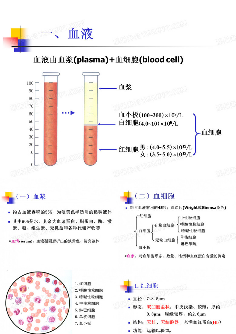《组织学与胚胎学》