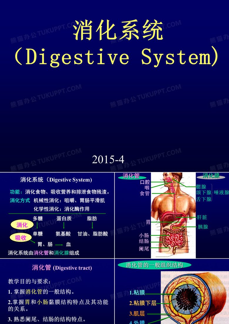 组织学与胚胎学：消化系统