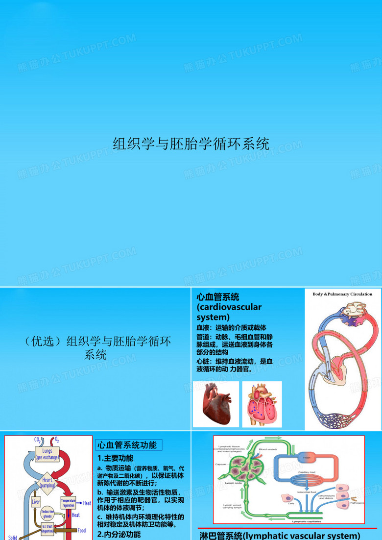 组织学与胚胎学循环系统