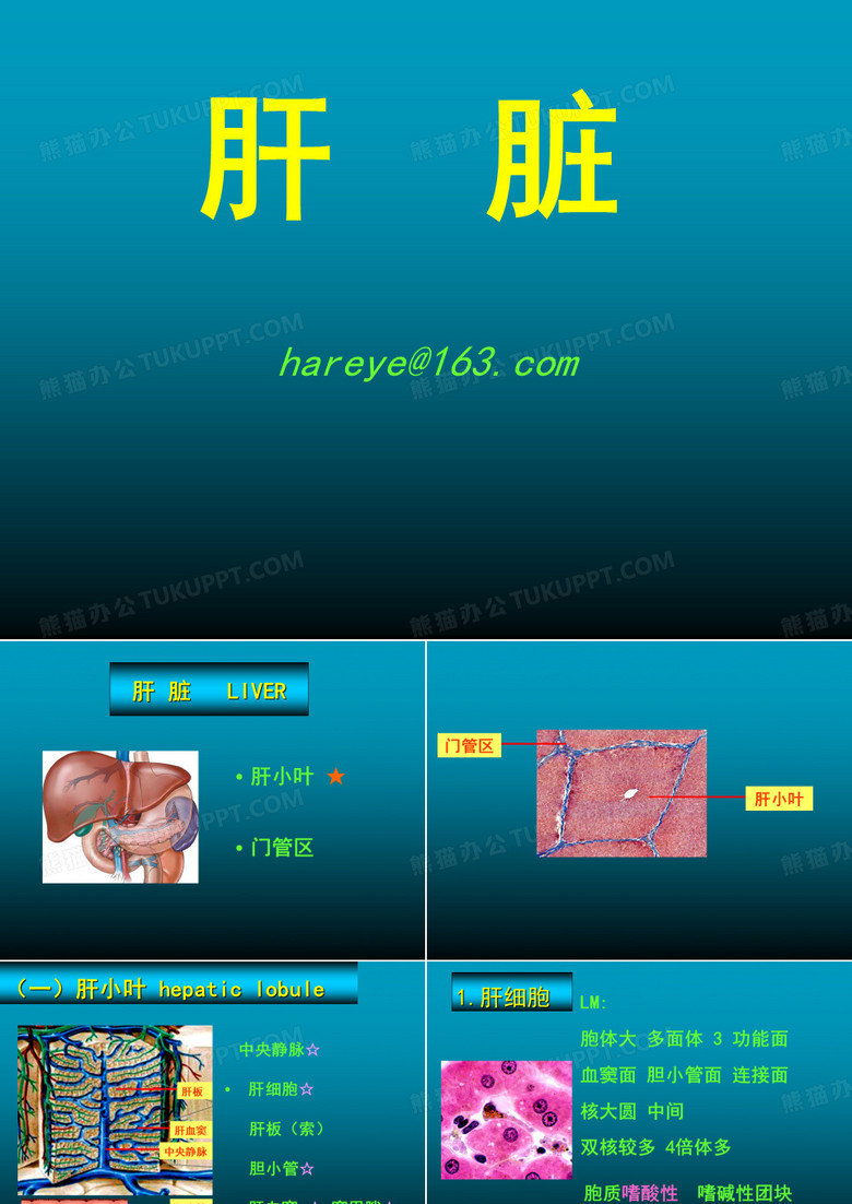 组织学与胚胎学-肝脏