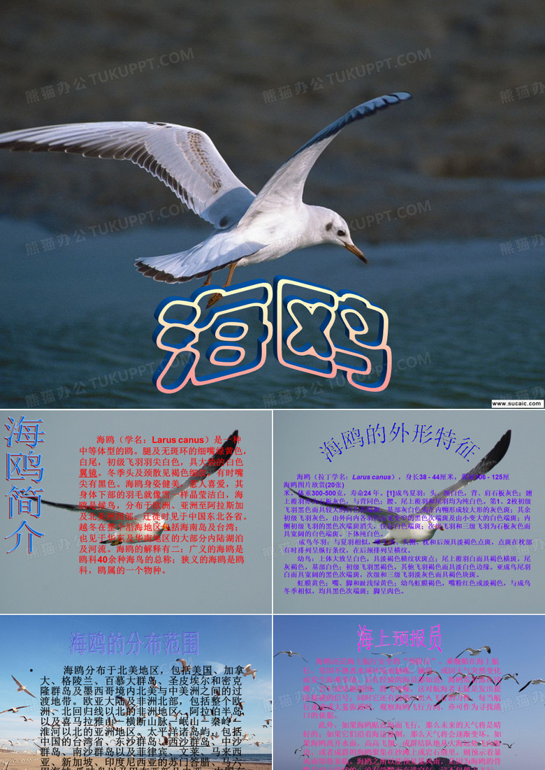 海鸥.PPT