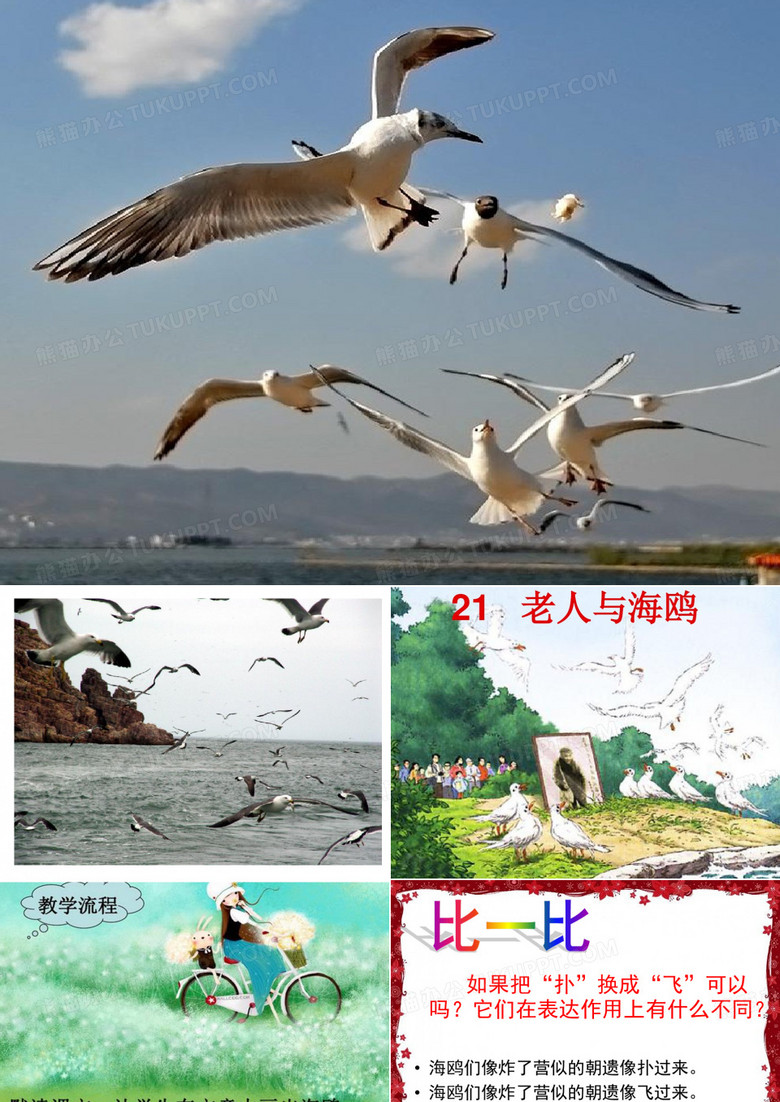 老人与海鸥