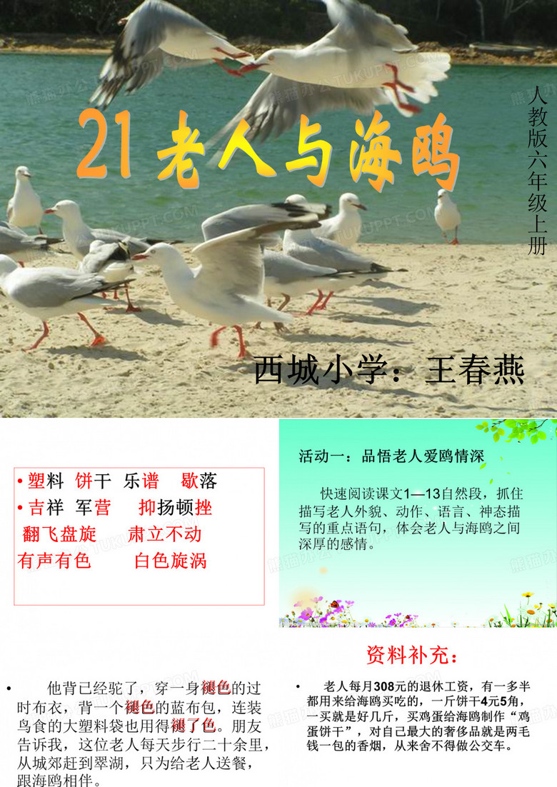 老人与海鸥