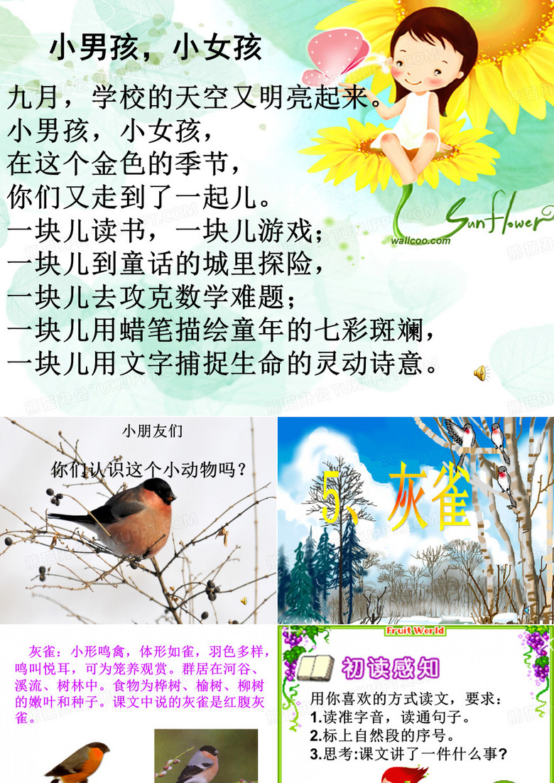 灰雀