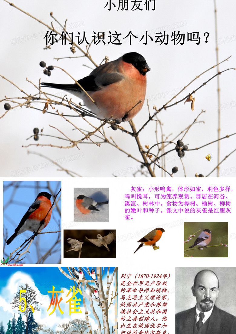 灰雀