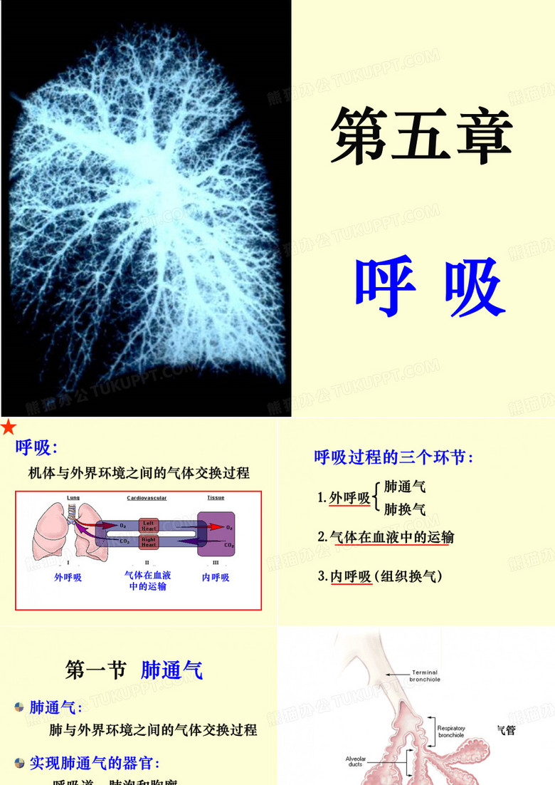 生理学呼吸