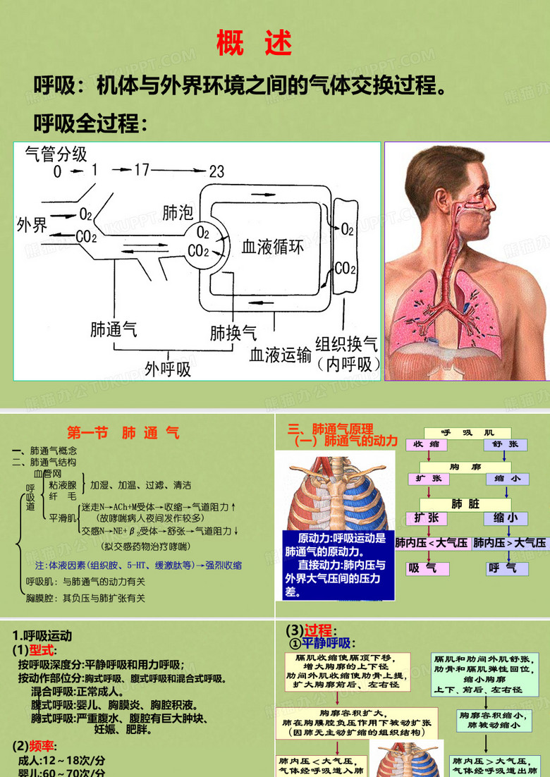 生理学呼吸