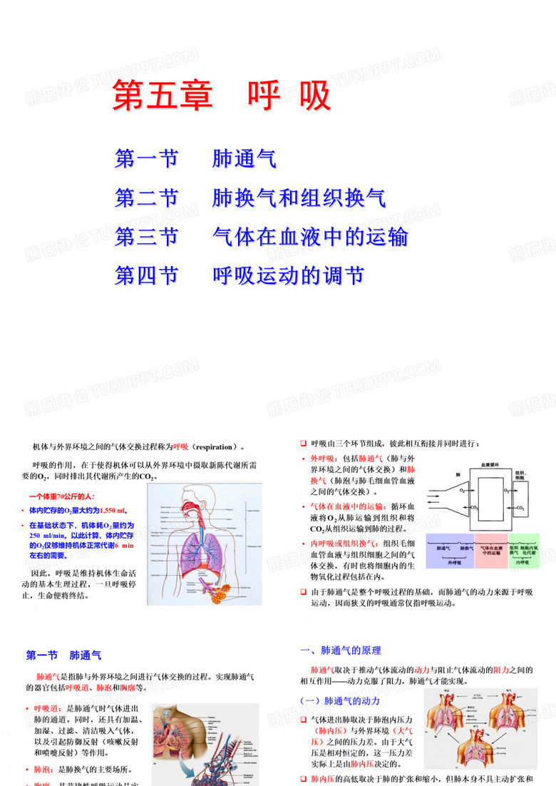 生理学Chapt05呼吸