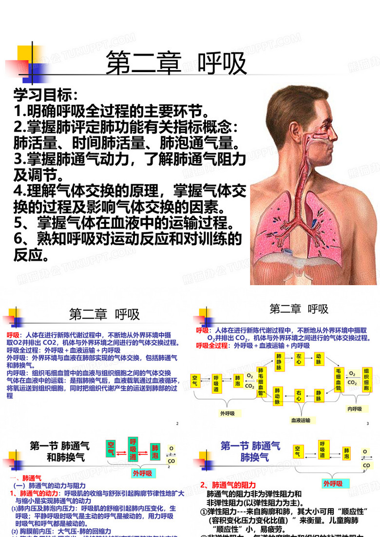 运动生理学 呼吸