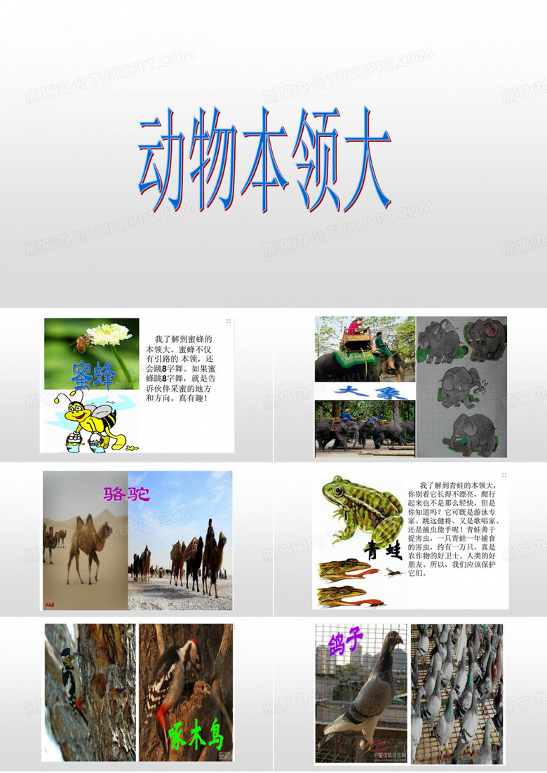 动物的本领大