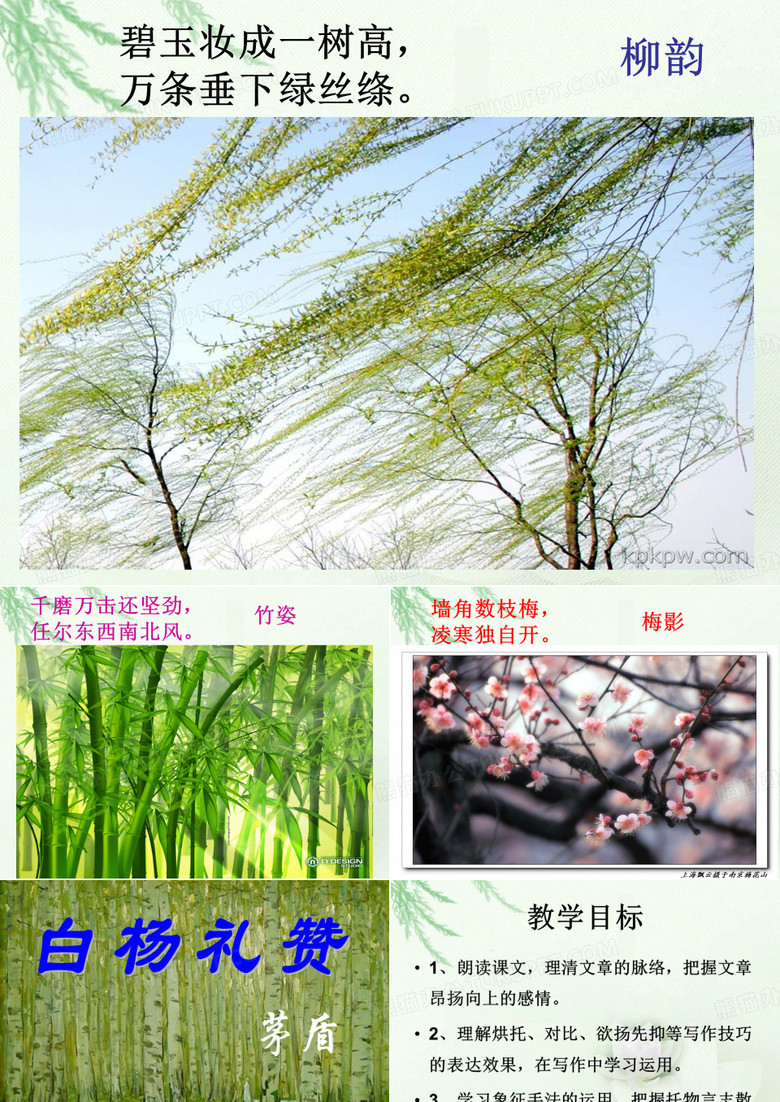 白杨礼赞