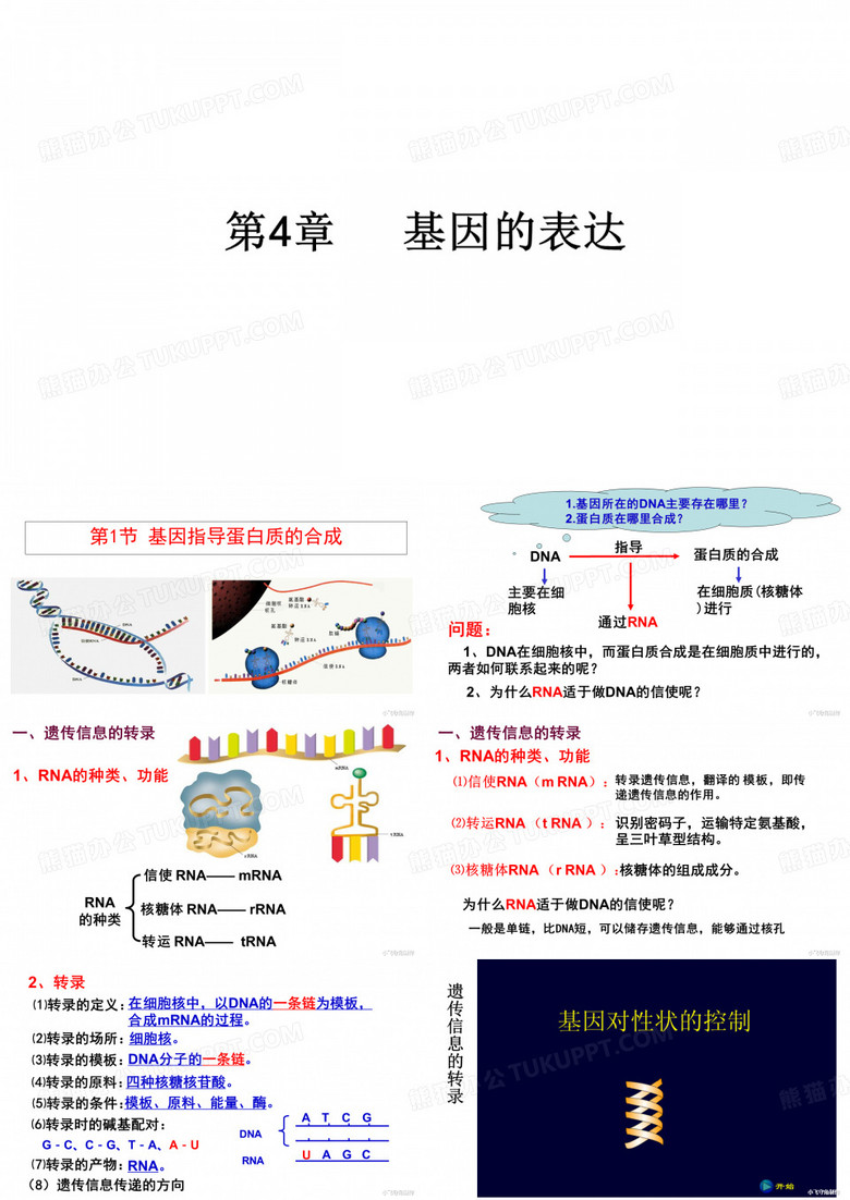 基因的表达