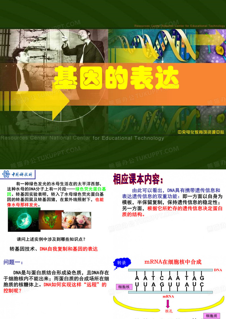 基因的表达