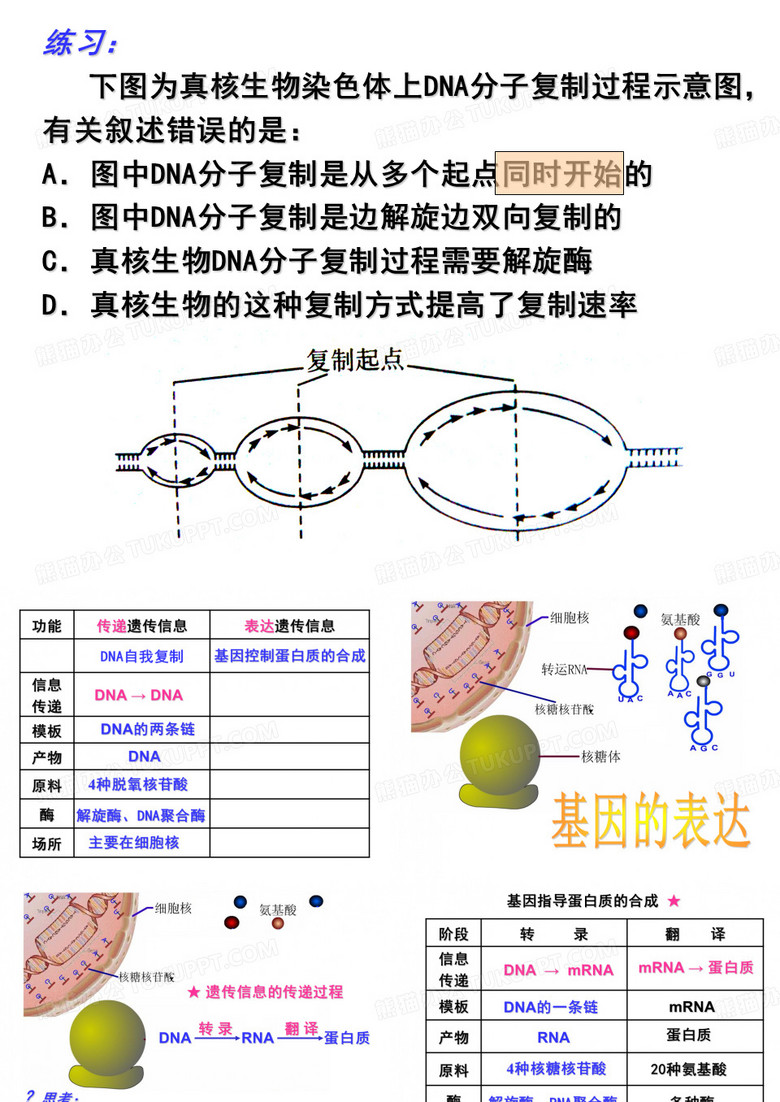 基因的表达