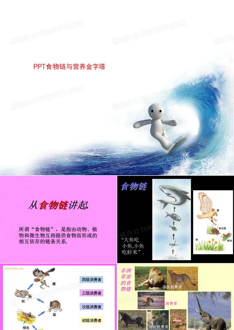 PPT食物链与营养金字塔