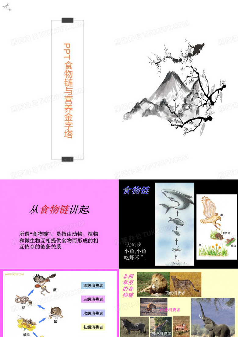 PPT食物链与营养金字塔
