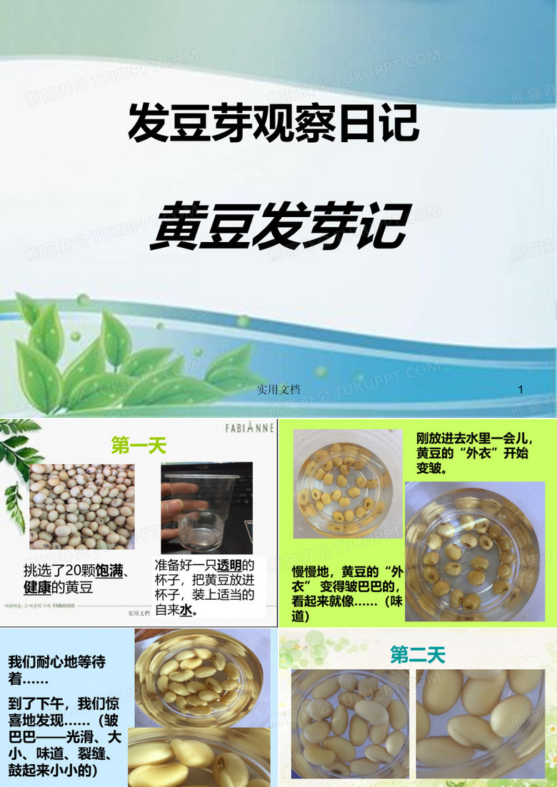 黄豆发芽记