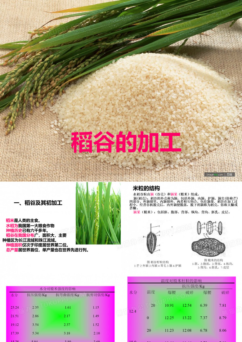 稻谷的加工详解