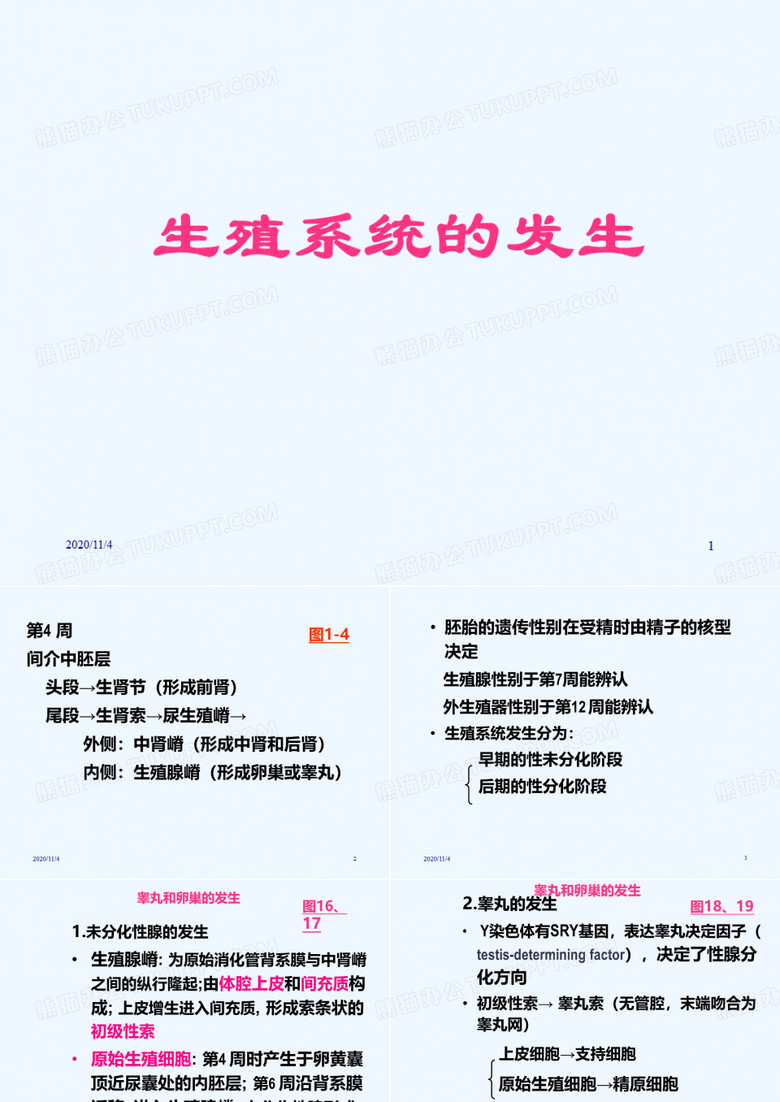 生殖系统的发生