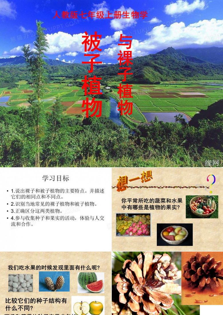 被子植物与裸子植物